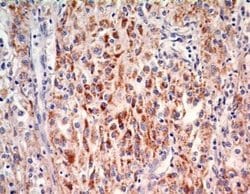 SOX2 Antibody (4G8) - Azide and BSA Free, Novus Biologicals 0.1 mg; Unconjugated:Antibodies,